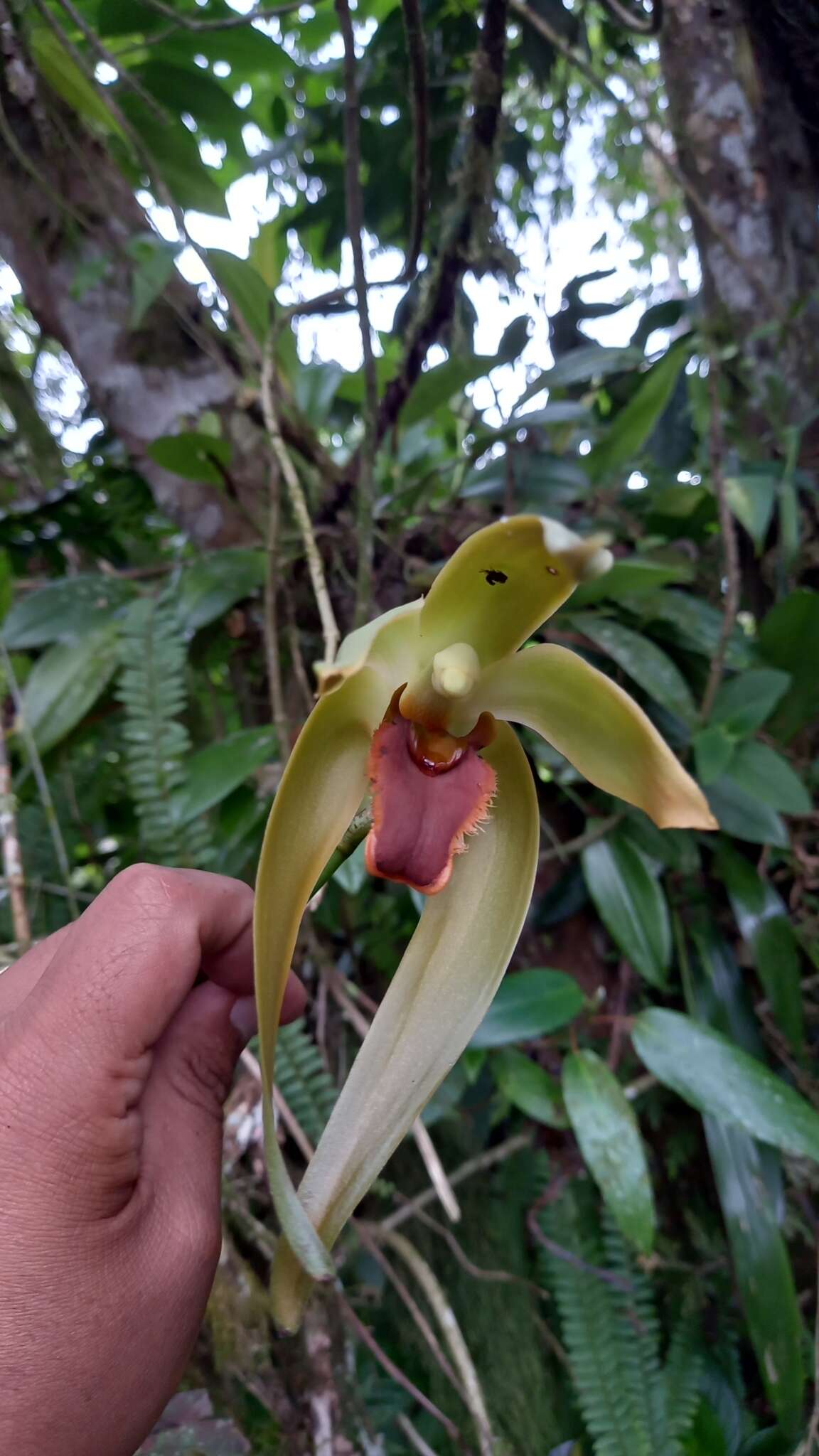 Image of Sudamerlycaste gigantea (Lindl.) Archila