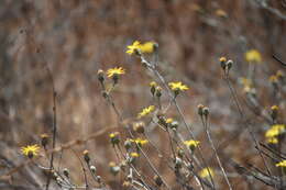 Image of rush bristleweed