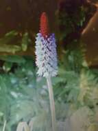 Image of Primula vialii Delavay ex Franch.