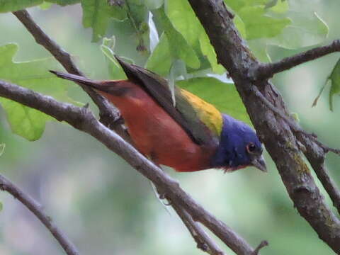 Image of Painted Bunting