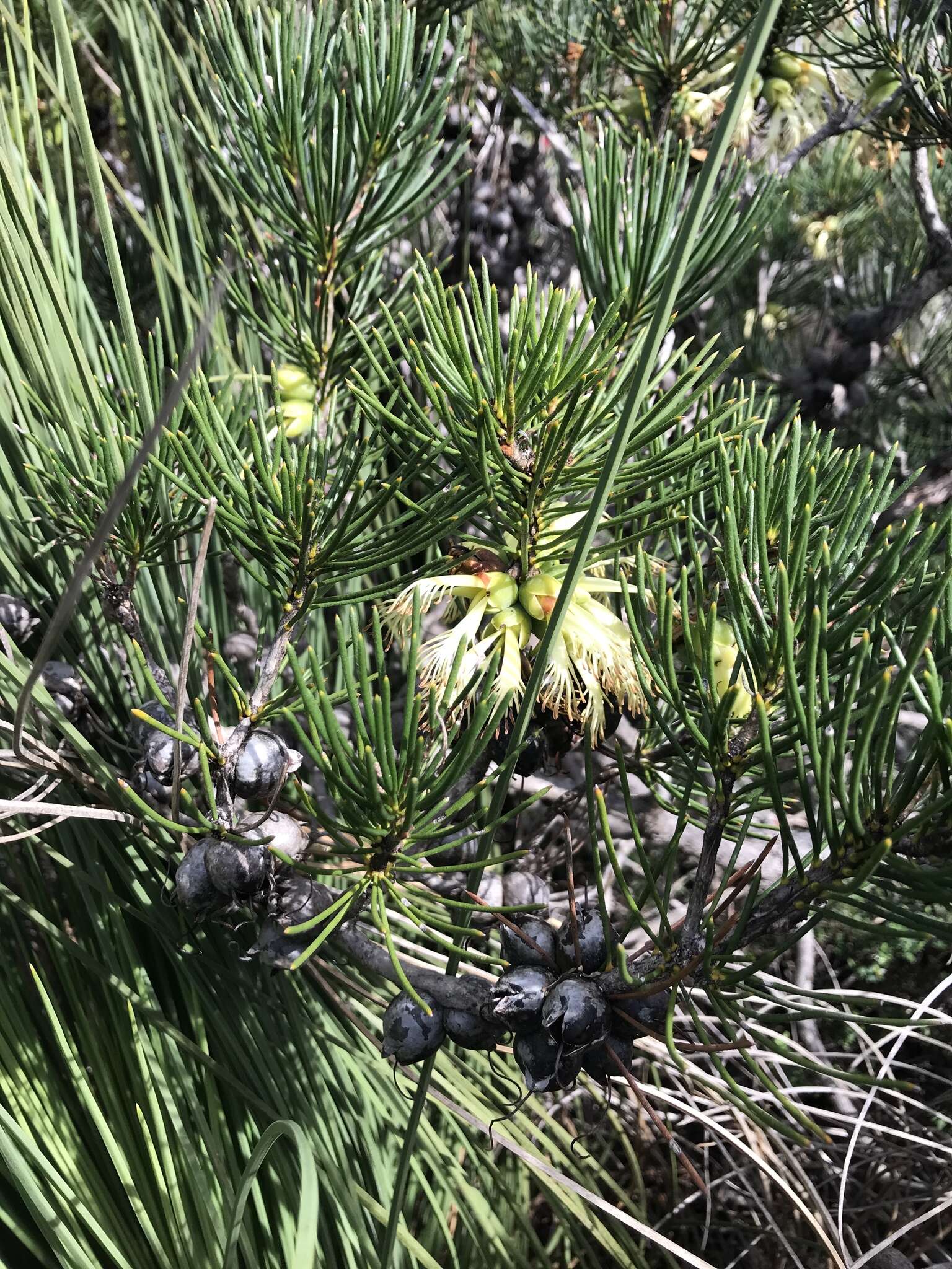 Image de Melaleuca granitica subsp. granitica