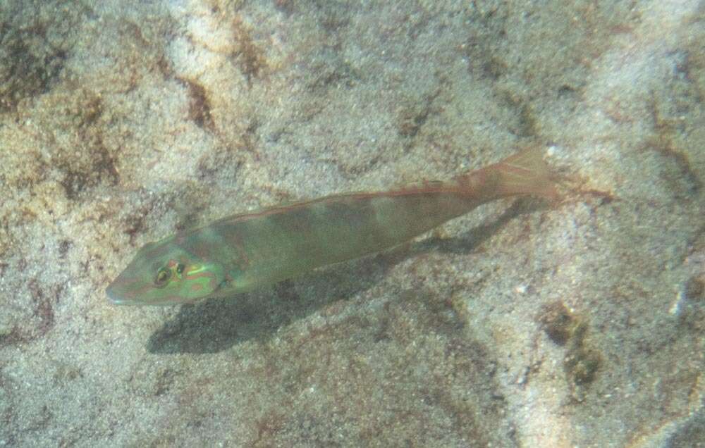 Image of Black-ear wrasse