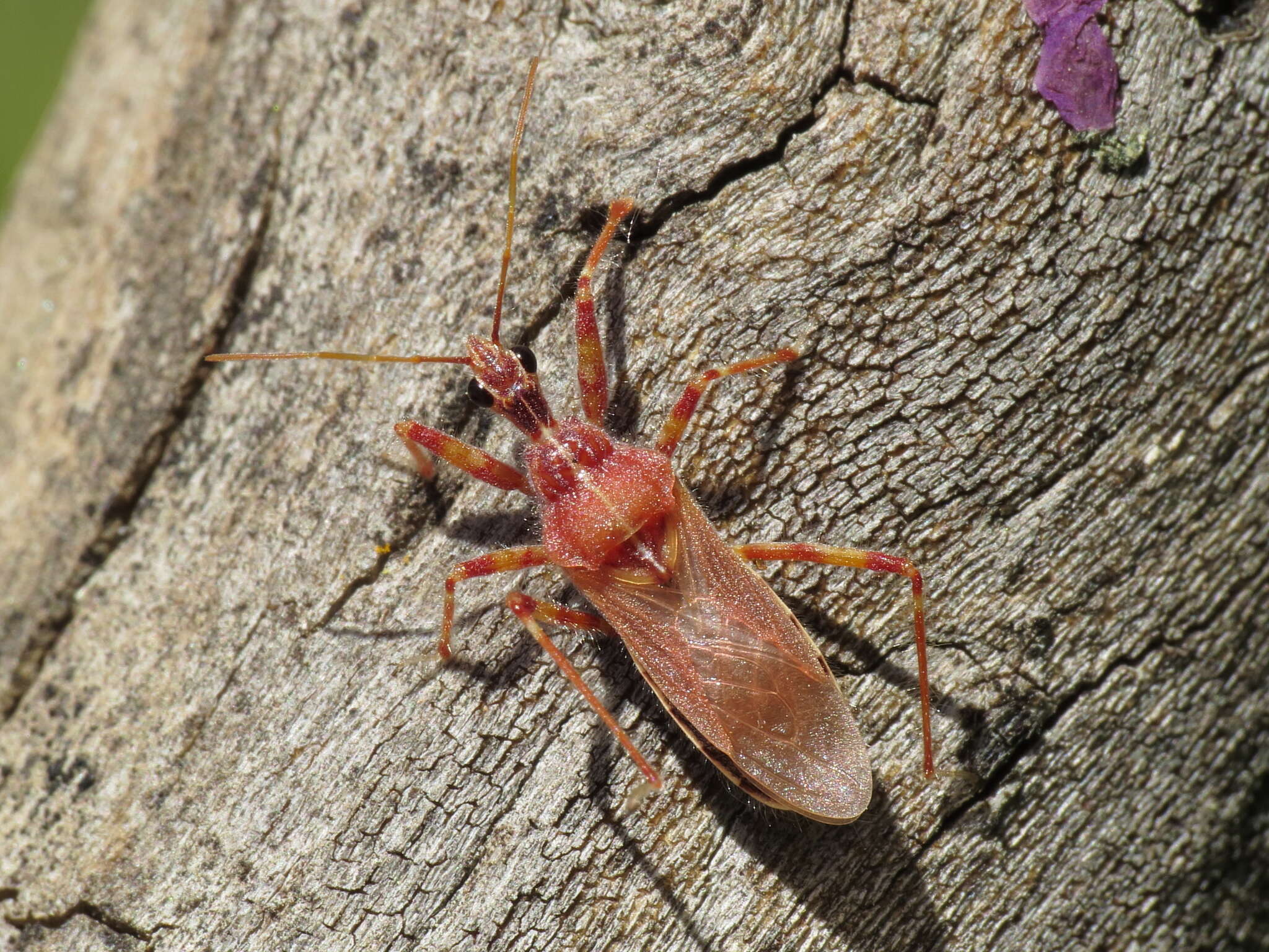 Image of Coranus pericarti P. Putshkov 1994