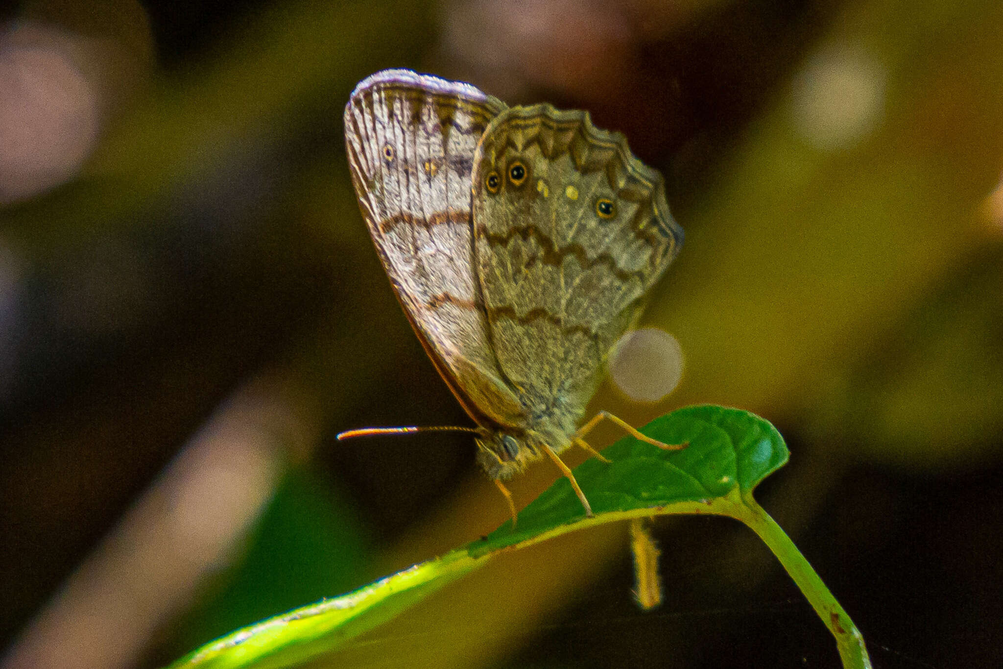 Image of Paryphthimoides grimon