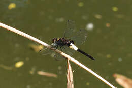 Pseudothemis zonata (Burmeister 1839) resmi