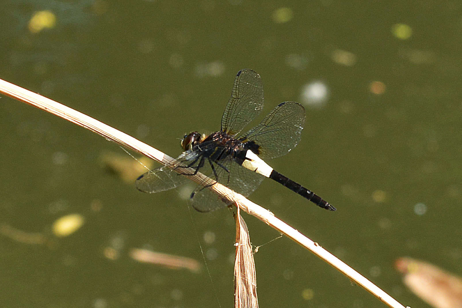 Imagem de Pseudothemis zonata (Burmeister 1839)