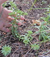 Image of Cockerell's stonecrop