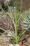 صورة Agave striata subsp. falcata (Engelm.) Gentry