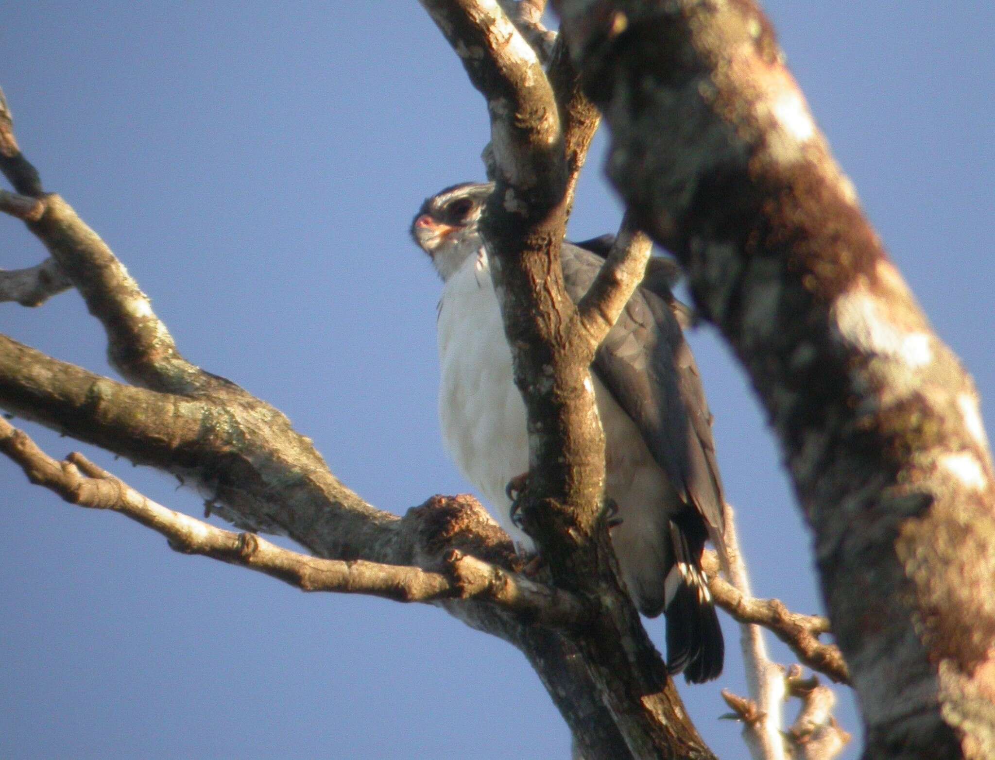 Image of White-browed Hawk