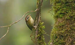 Image of Rufous-winged Fulvetta