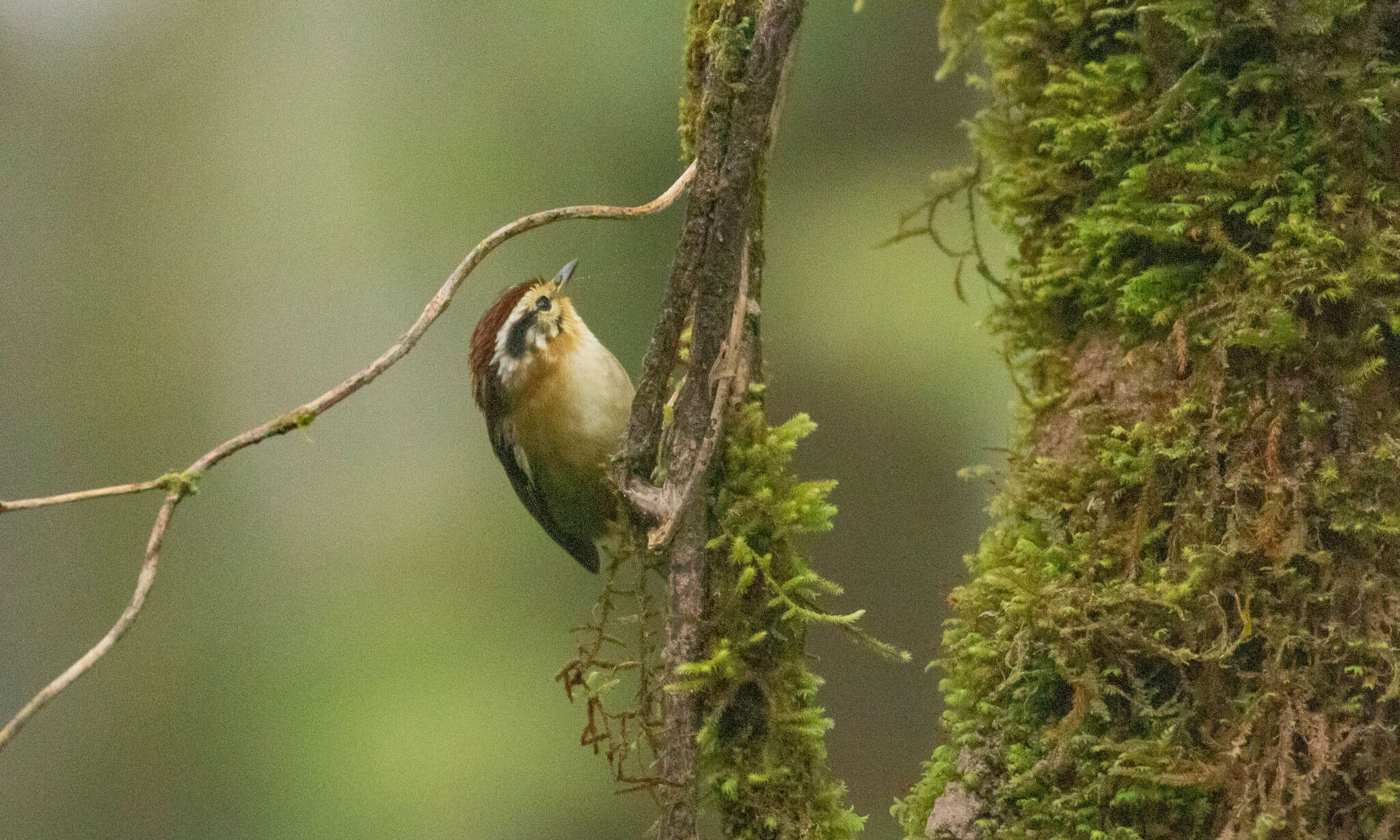 Image of Rufous-winged Fulvetta