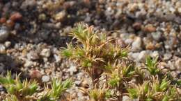 Image of spreading pygmyleaf