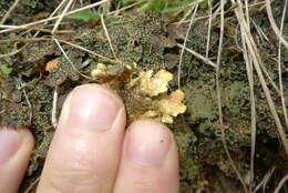 Image of Yellow specklebelly lichen