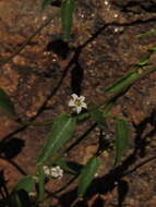 Image of Diplolepis geminiflora (Decne.) Liede & Rapini