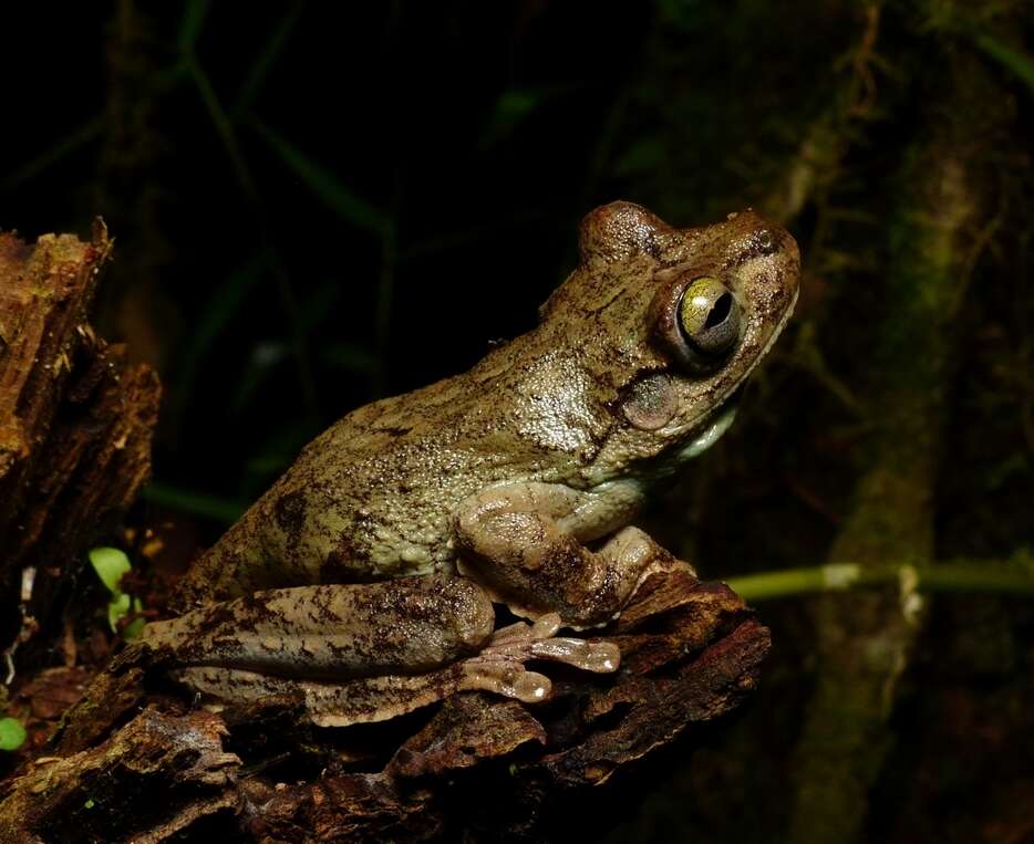 Image of Boana pardalis (Spix 1824)