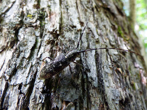 Image of White-spotted Sawyer