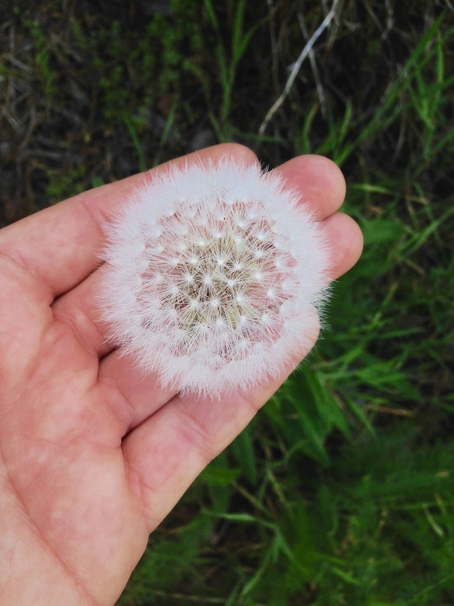 Image of bigflower agoseris