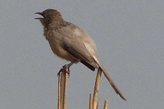 Image of Large Grey Babbler