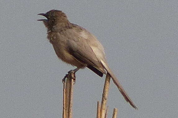 Image of Large Grey Babbler