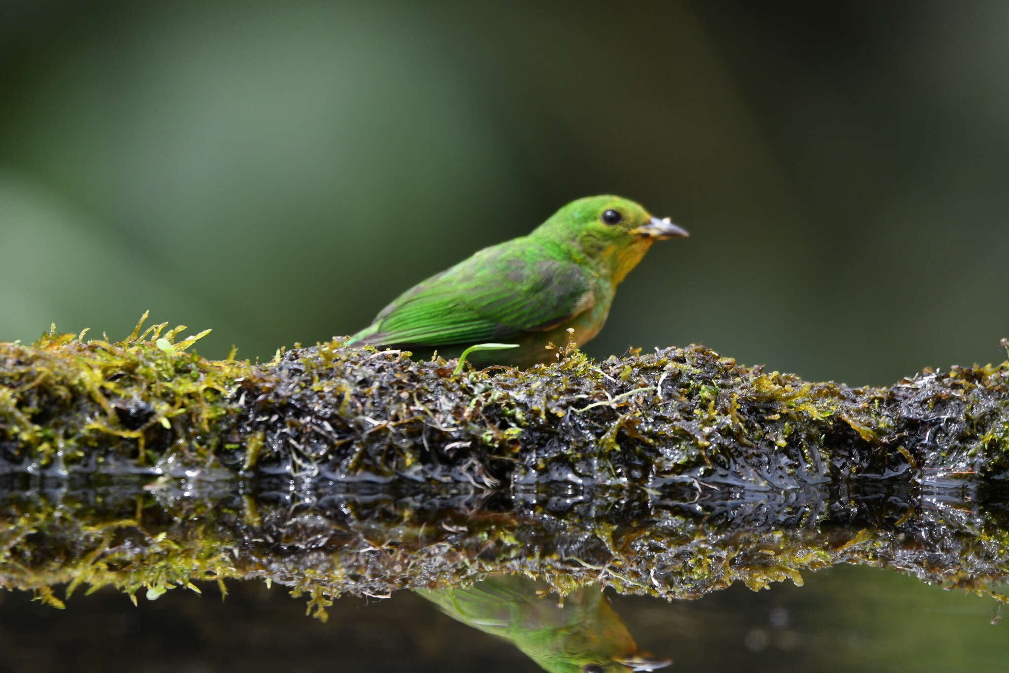 Image of Multicolored Tanager