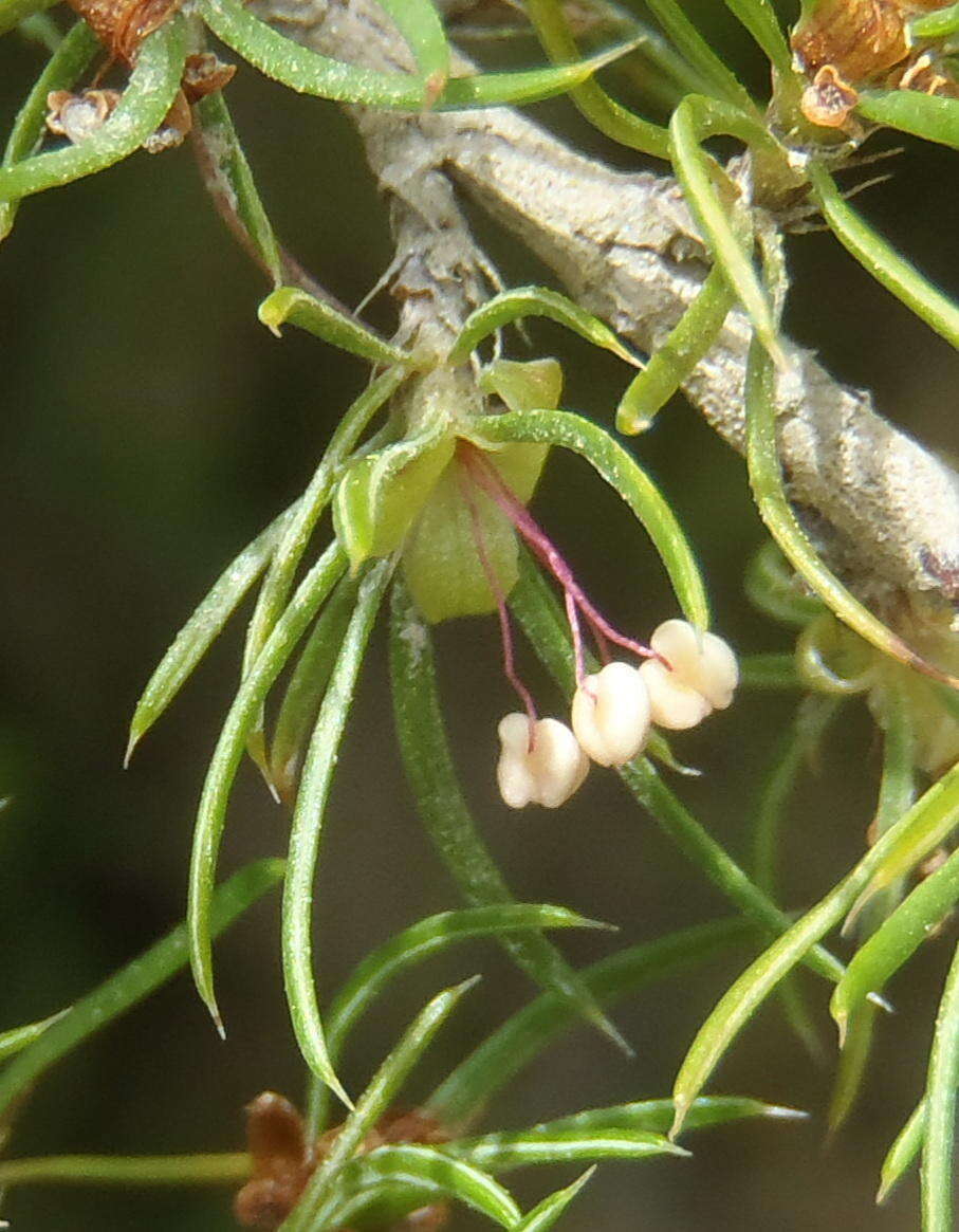 Image of Cliffortia paucistaminea var. australis C. Whitehouse