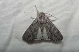 Image of Dark Grey Fishia Moth
