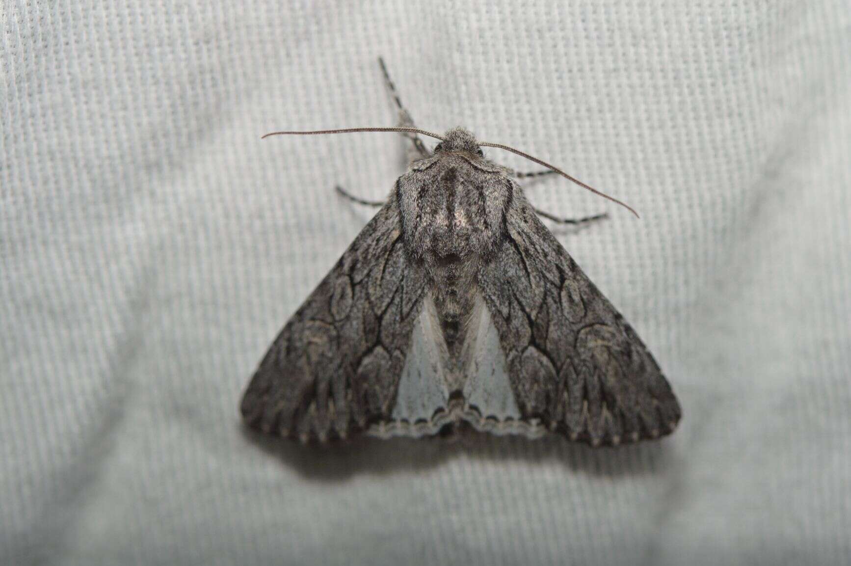 Image of Dark Grey Fishia Moth