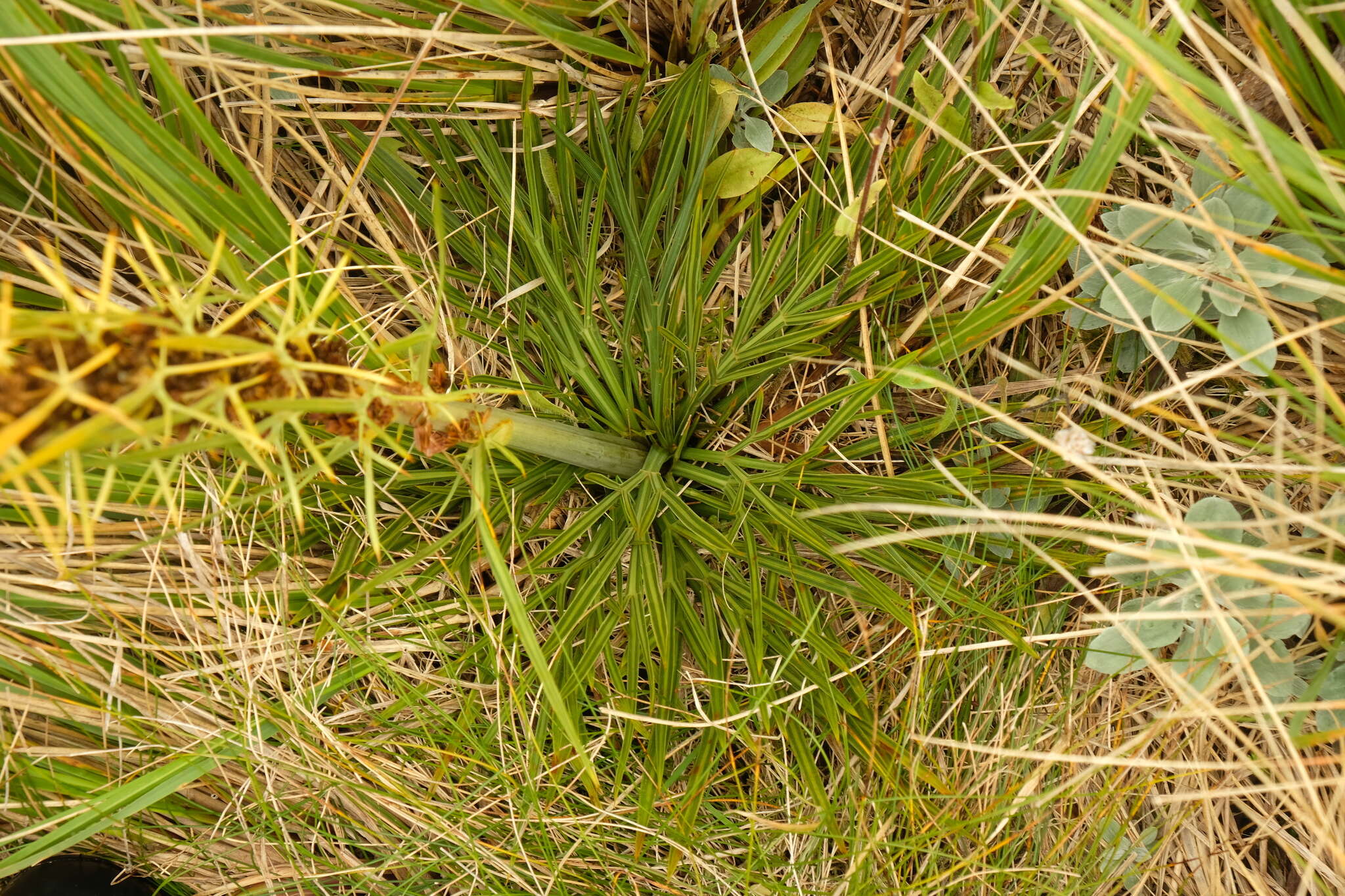 Image of Aciphylla crenulata Armst.