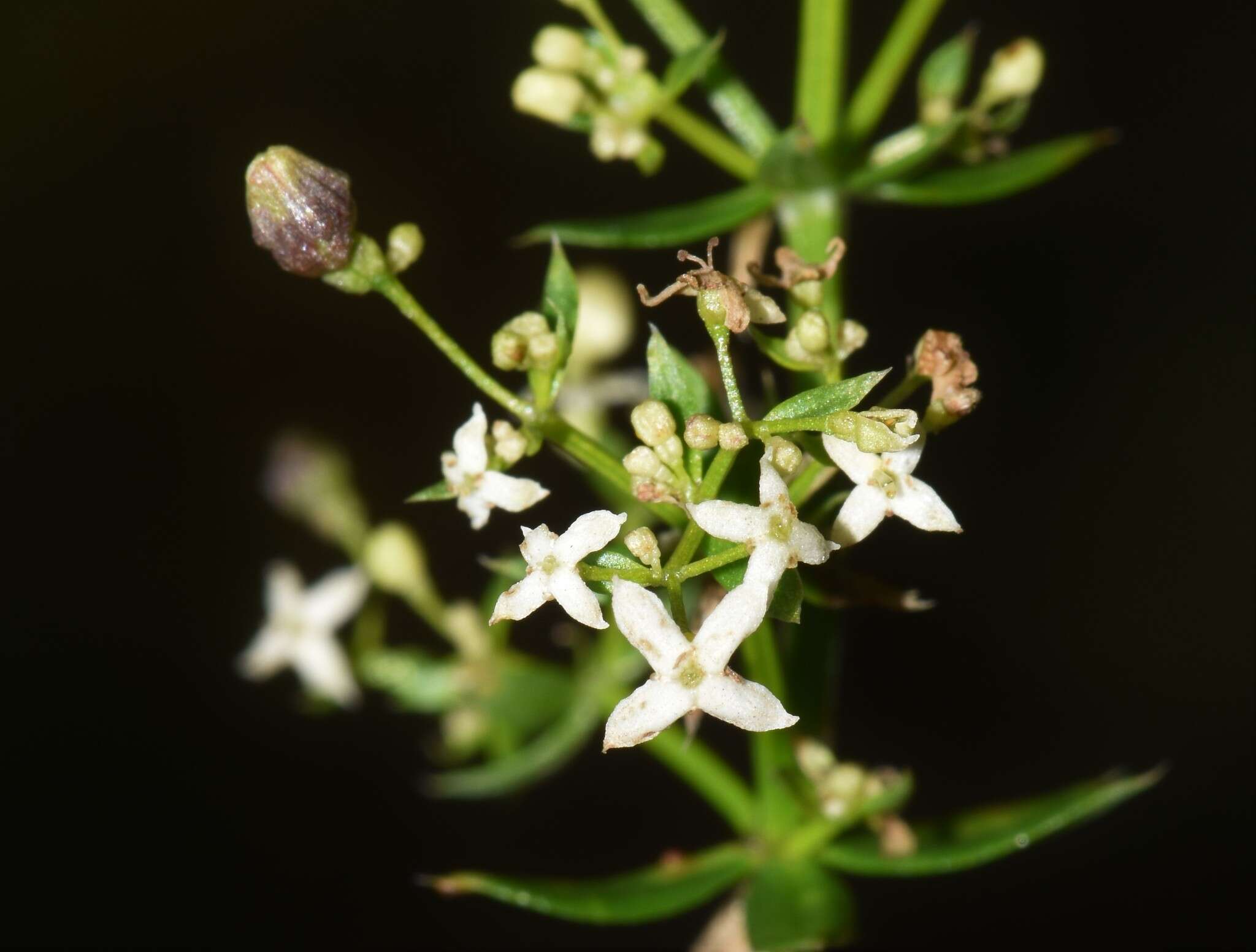 Image of Galium album subsp. album