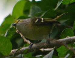 Image of White-eyed Vireo