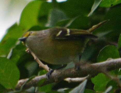 Plancia ëd Vireo griseus (Boddaert 1783)