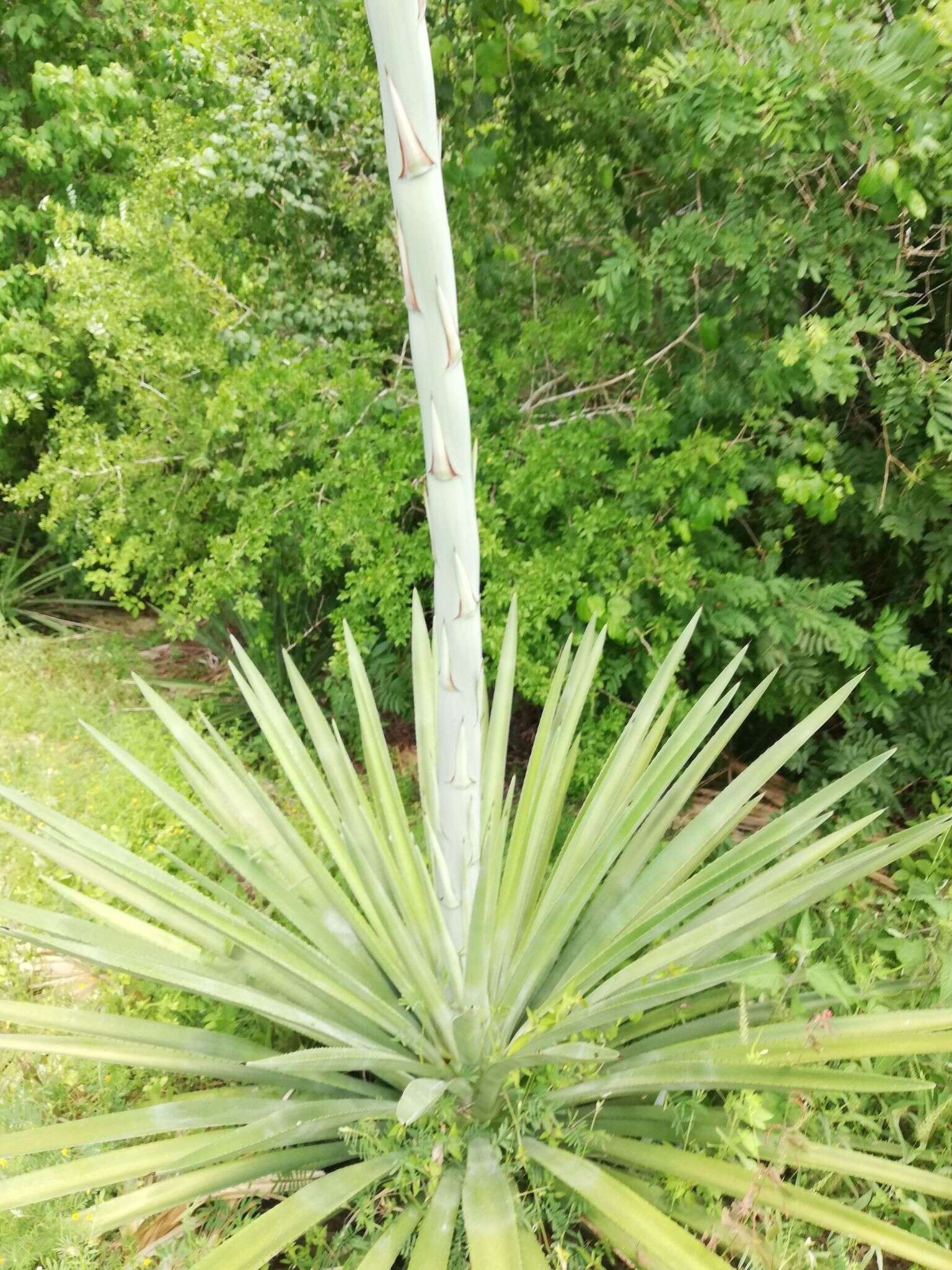 Plancia ëd Agave rhodacantha Trel.