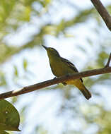 Aegithina viridissima (Bonaparte 1850) resmi