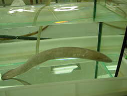 Image of Blind Eel