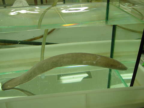 Image of Blind Eel