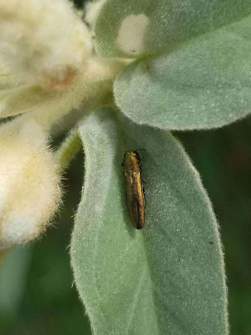 Imagem de Agrilus lacustris Le Conte 1860