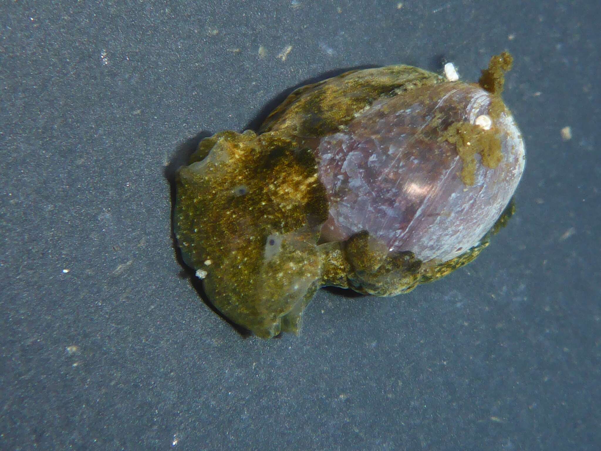 Image of Haminoea virescens (G. B. Sowerby II 1833)