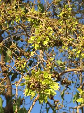 Imagem de Holoptelea integrifolia (Roxb.) Planch.