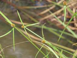 Слика од Cyperus melanospermus (Nees) Valck. Sur.