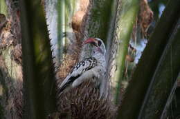 Image of Western Red-billed Hornbill