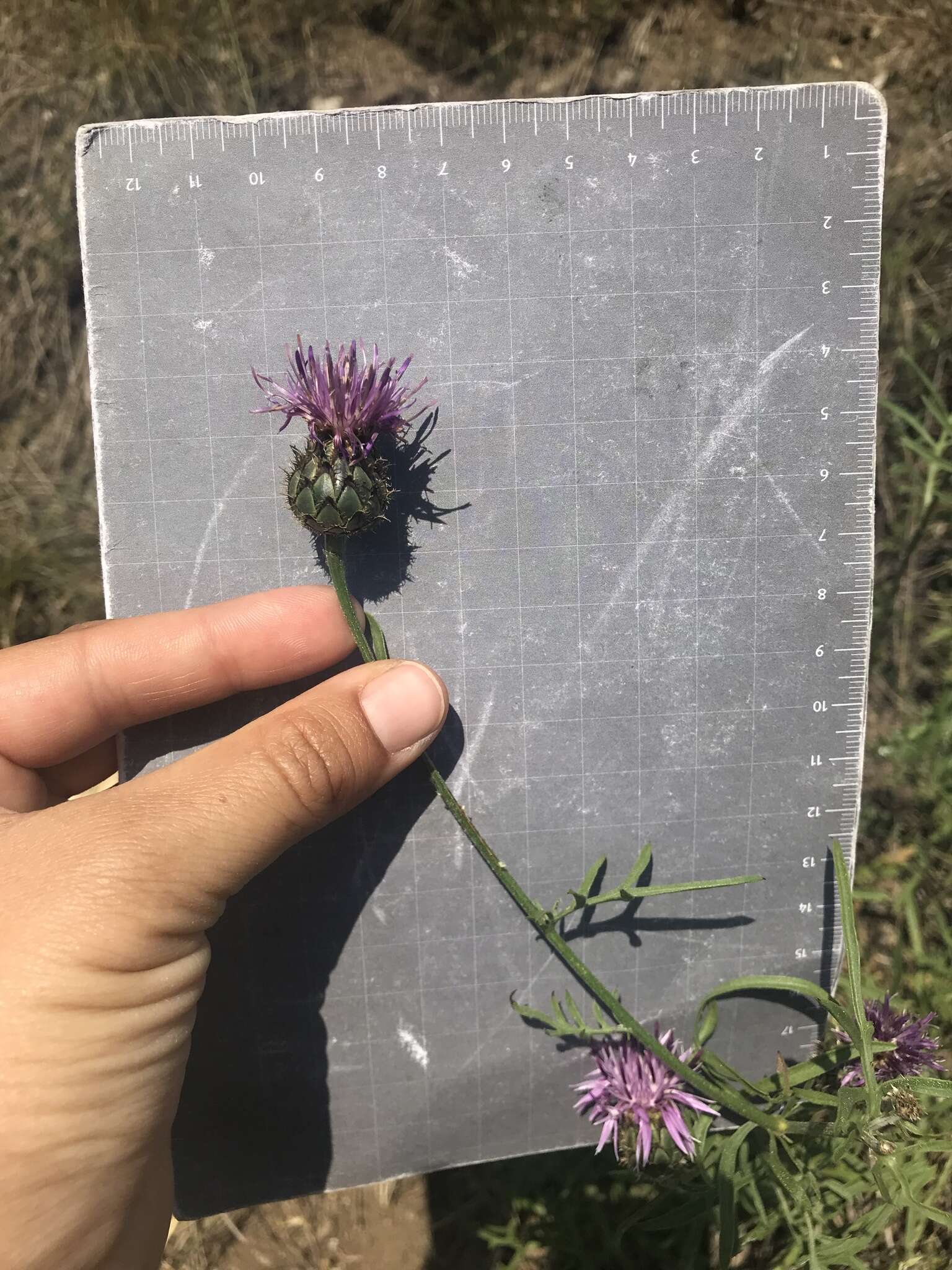 Слика од Centaurea scabiosa subsp. grinensis (Reut.) Nym.