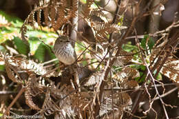 Image of Inland Thornbill