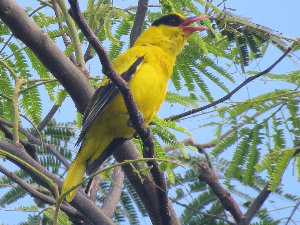 Image of Black-naped Oriole