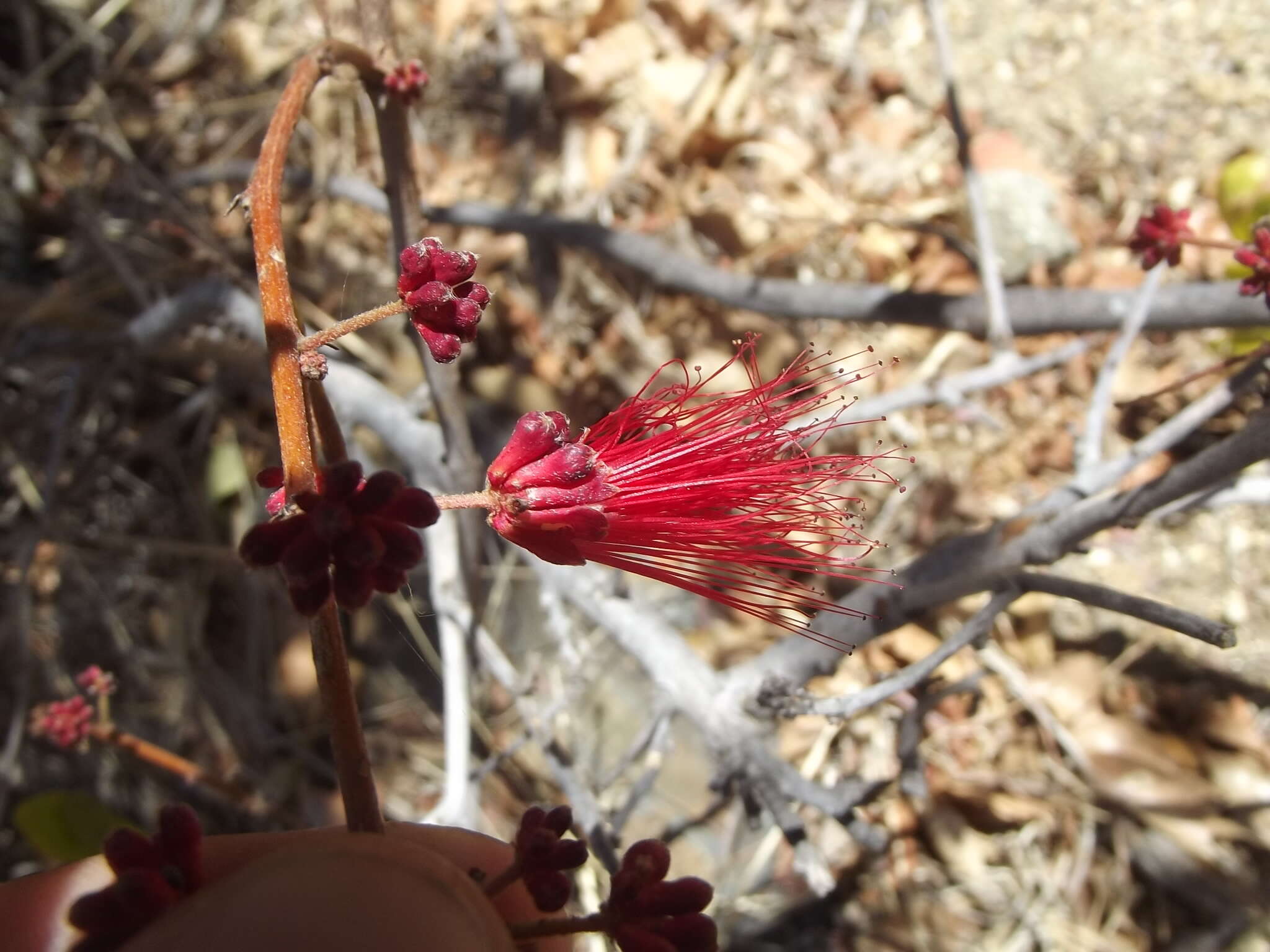 Image of Calliandra peninsularis Rose