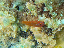 Image of Stripehead dwarfgoby