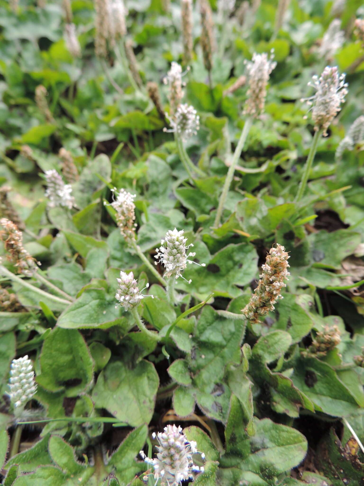 Image of Plantago palmata Hook. fil.