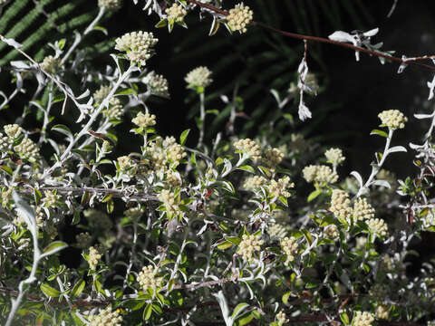 Image of Plecostachys polifolia (Thunb.) O. M. Hilliard & B. L. Burtt