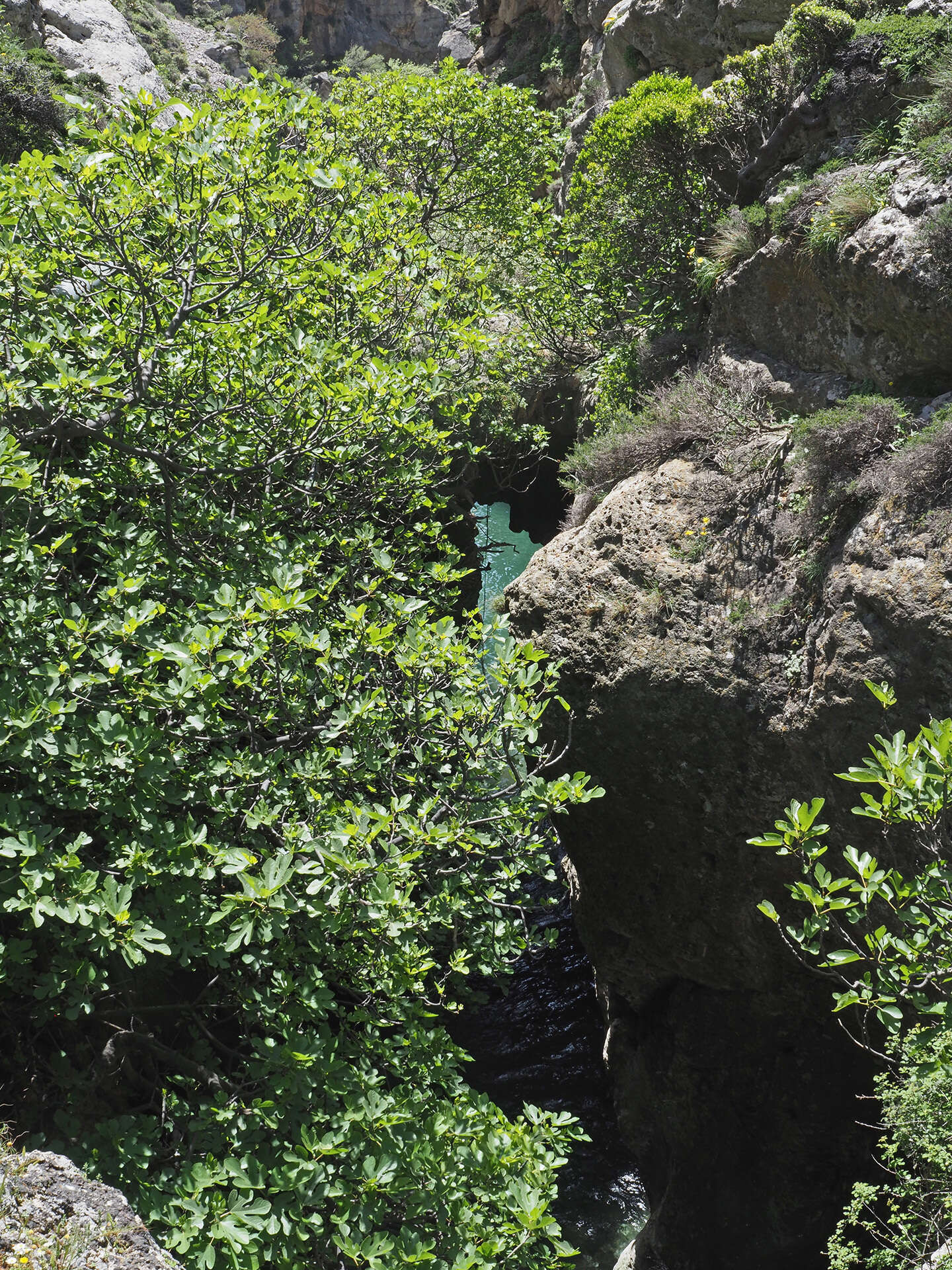 Plancia ëd Platanus orientalis L.