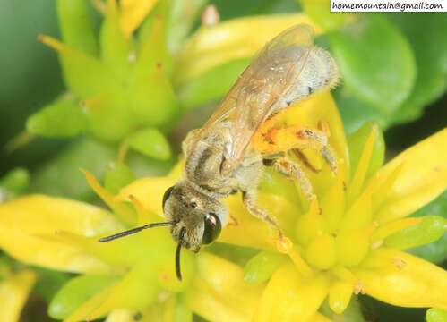 Image of Halictus pseudovestitus Blüthgen 1925