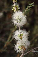 Imagem de Melaleuca acutifolia (Benth.) Craven & Lepschi